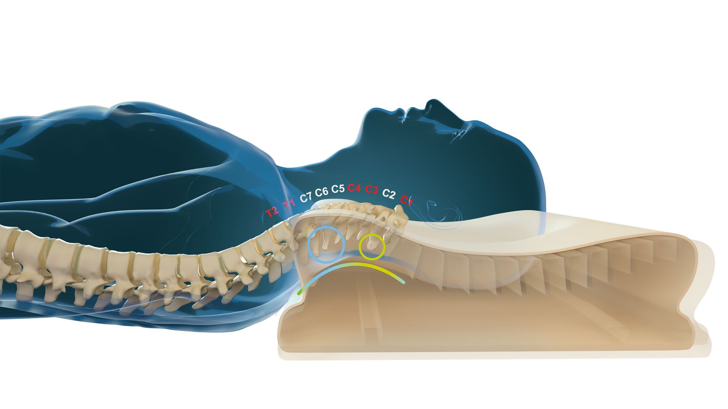 CENTA-STAR Nackenst&uuml;tzkissen image number 6