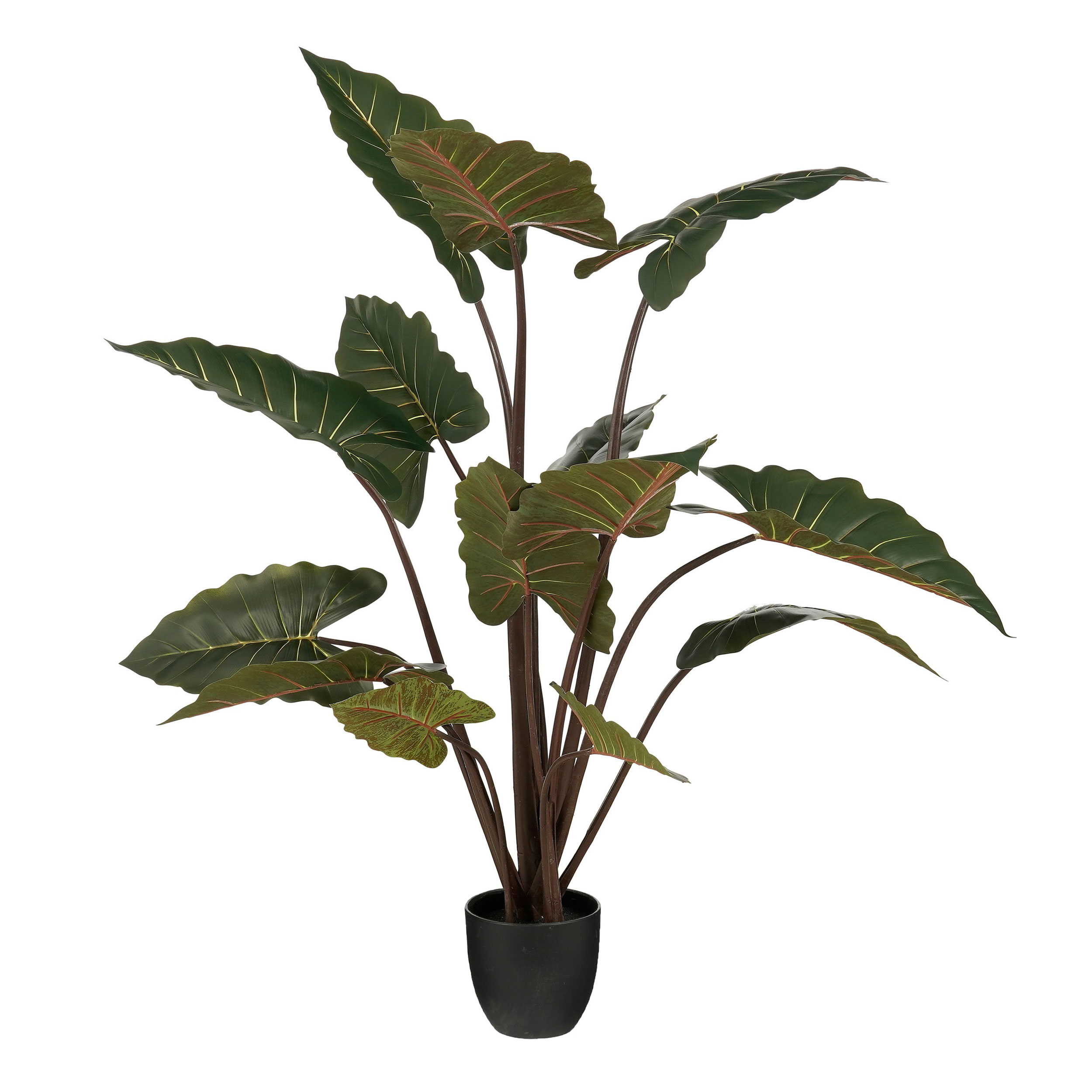 Edelman Gr&uuml;npflanze image number 1