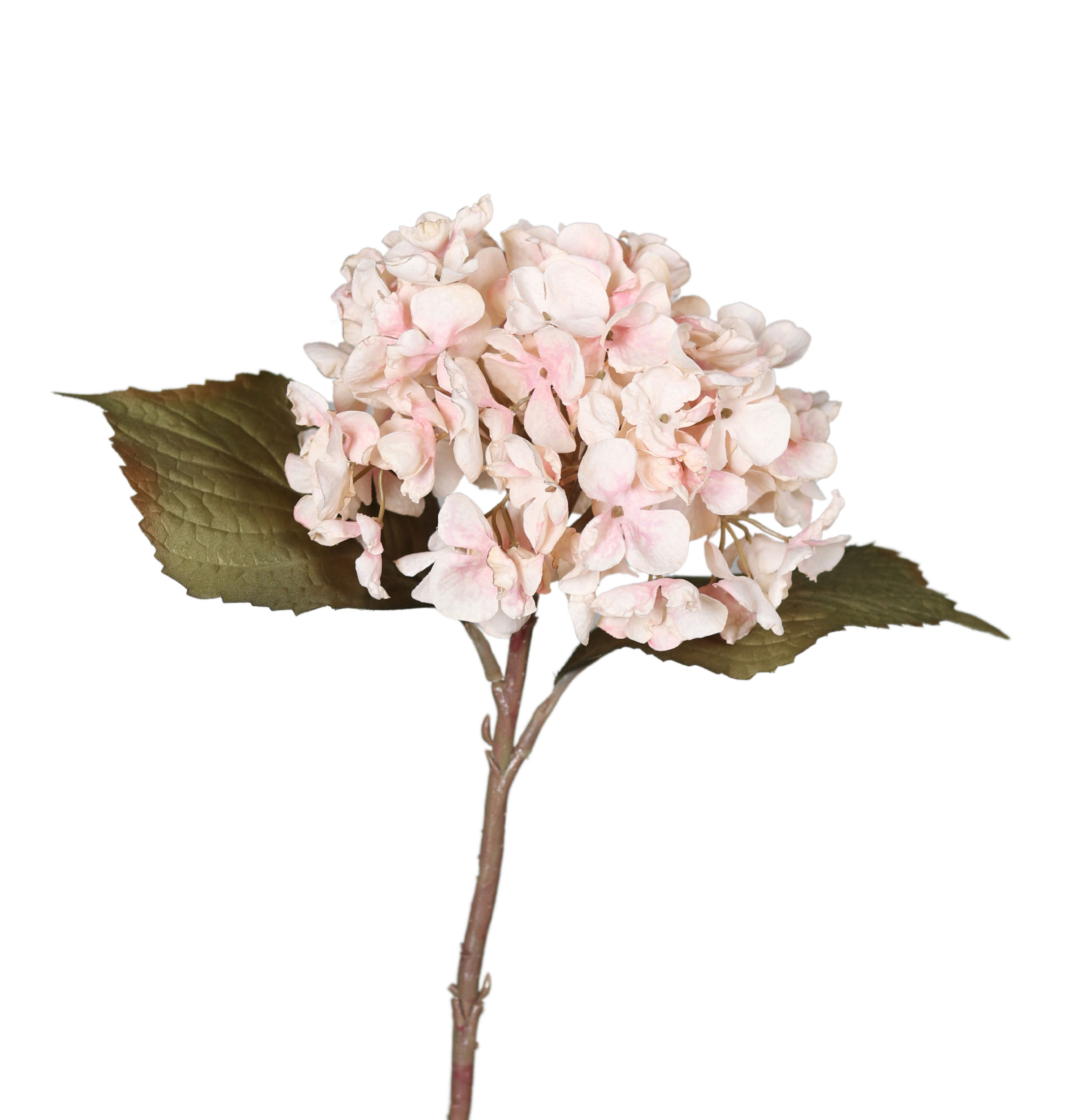 DPI Hortensie image number 1