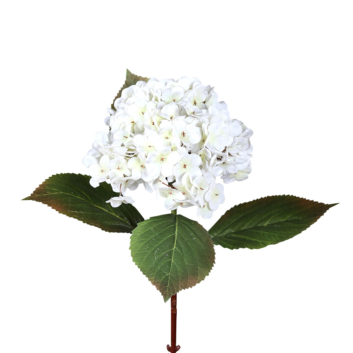 DPI Hortensie image number 1