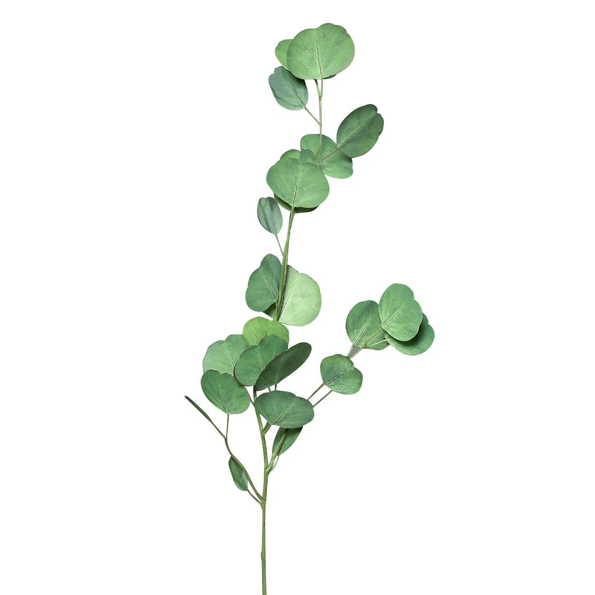 DPI Eukalyptuszweig 75cm image number 1