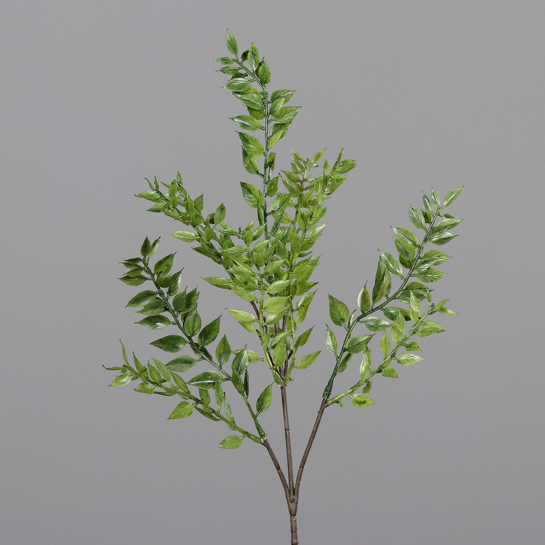 DPI Ruscuszweig image number 1