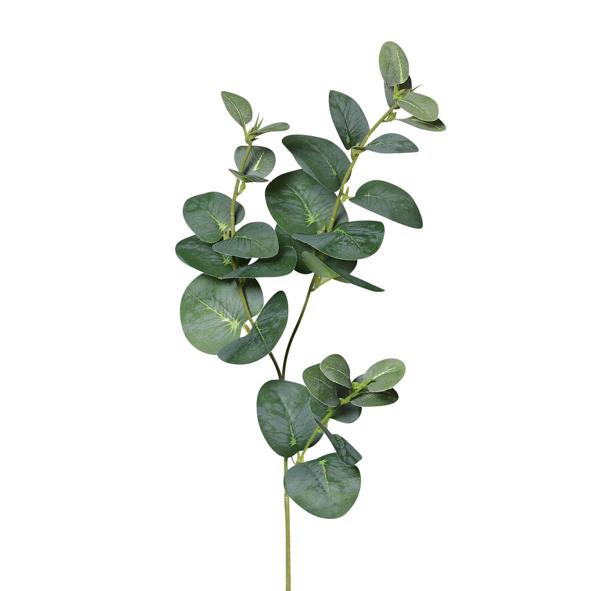 DPI Eukalyptuszweig image number 1